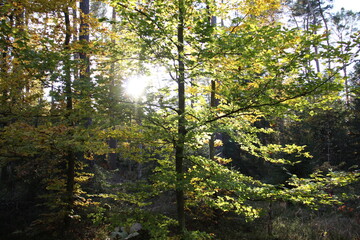 Obraz premium herbst