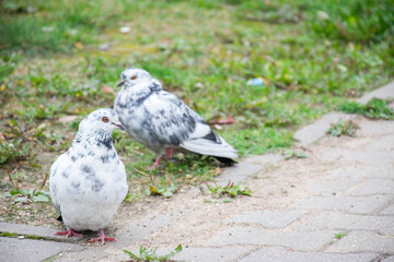 Two pigeons sitting on the ground