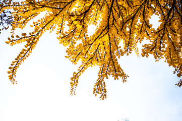 Background of yellow autumn leaves on a tree