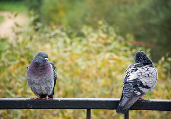 Two pigeons sitting on top of a bridge