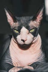Purebred cat canadian sphynx lies on the bed