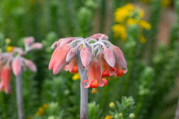 Cotyledon orbicular L