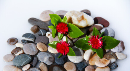 Sea pebbles with pink flowers. Sea background.