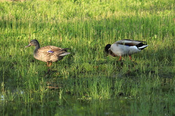 Goose couple walking in the grass
