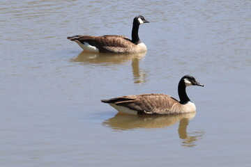 Geese swim in lake water