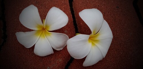 Plumeria flower