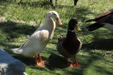 Two geese - white and gray - stand on the green shore