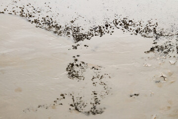 Toxic black mold spores building