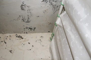 Mold and Mildew fungi growth