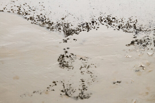 Toxic black mold spores building