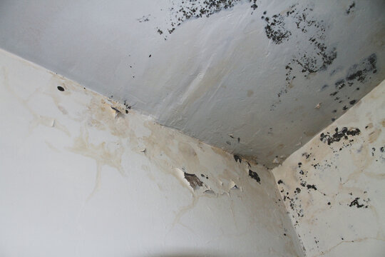 Mold damage on dirty wall and ceiling corner