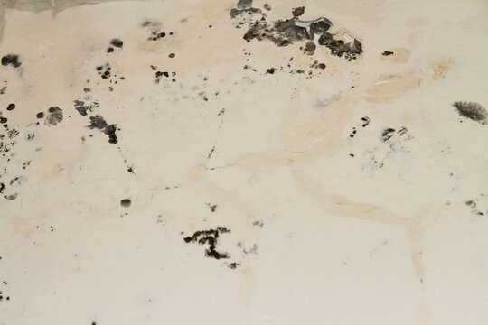 Black spots of mold and mildew