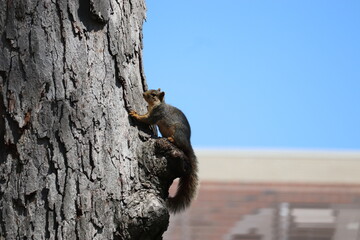 A squirrel climbs a tree trunk