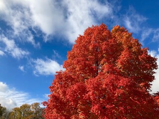 sunlight on red autumn tree