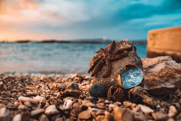 Sea star chilling on the beach of Murter Island.