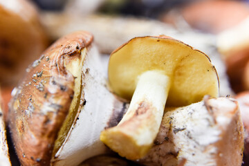 selective focus at the bottom side of the mushroom