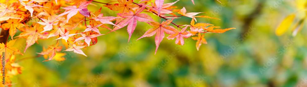 Wall mural panoramic view of red maple leaves. panoramic view of maple leaf on colorful background