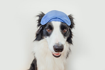 Do not disturb me, let me sleep. Funny cute smiling puppy dog border collie with sleeping eye mask isolated on white background. Rest, good night, siesta, insomnia, relaxation, tired, travel concept.