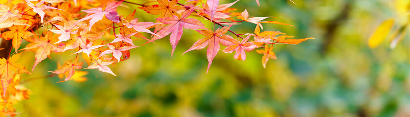 panoramic view of red maple leaves. panoramic view of maple leaf on colorful background	