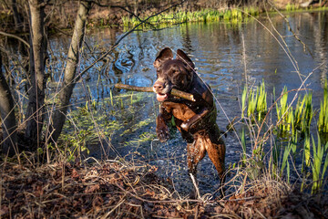 Beautiful Brown German Shorthaired Pointer