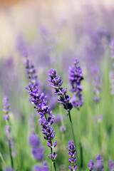 Naklejka premium Purple Lavender Blooms