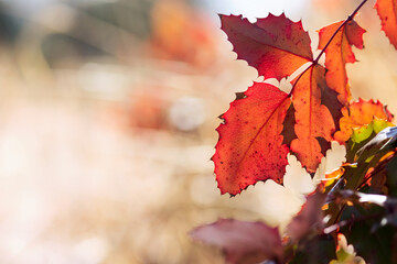 Red Oregon Grape Leaf