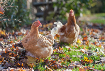 A ginger hen walks on a leafy lawn on a small farm in October.