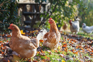 A ginger hen walks on a leafy lawn on a small farm in October.