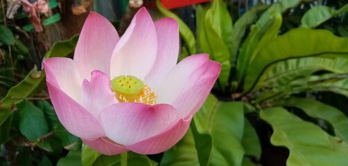 Fototapeta premium purple lotus