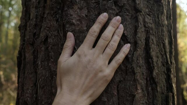 Female Hand Touching and Stroking Bark of Pine Tree in Forest. Hand Touching Old Majestic Oak Tree. Loving Nature. Harmony Calm Relaxation. Save Earth Green Planet .