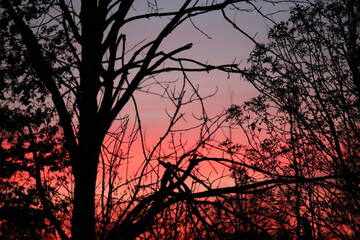 Branches of trees against the background of an evening sunset