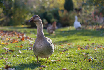 A gray domestic goose walks the lawn of a small farm in October.