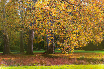The big old trees in the autumn park are colorful. castle park in Kromeriz in the Czech Republic in Europe.