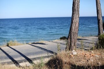 pine trees on the seashore