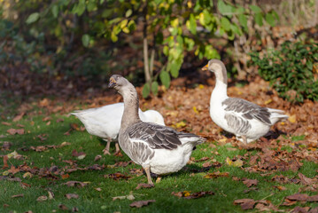 Gray and white domestic geese walk the lawn of a small farm in October.