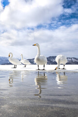 白鳥 屈斜路湖 砂場 北海道