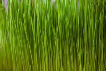 A pet cat eating fresh green grass