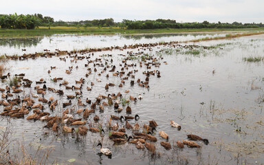 Scenery of herd of ducks in wet field.