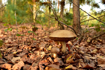 Edible brown cap boletus among the grass and moss in autumn forest. Awesome fungus Aspen Mushroom against the background of green vegetation. Rough-stemmed bolete grows in in wildlife. Birch bolete