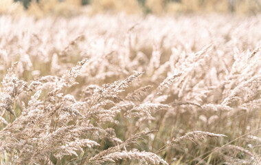 Beautiful abstract closeup of golden dried meadow grass. Beautiful fall rural nature background landscape. Great design for any purposes.