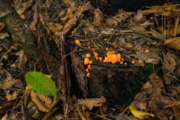 orange mushroom growing on tree trunk