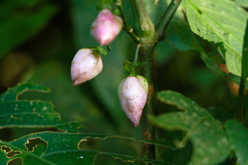 Light pink color flower buds of a wild plant belonging to Strobilanthes species