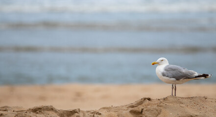 seagull on the beach