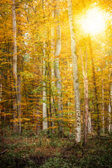 Sunrise in the autumn forest, romantic, misty, foggy landscape