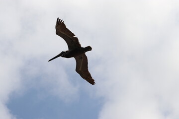 Pelican in flight