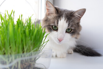 cute cat eating healthy grass