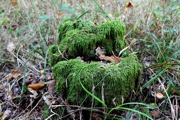 green moss on the ground