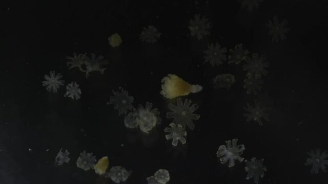 macro,Plankton of jellyfish
