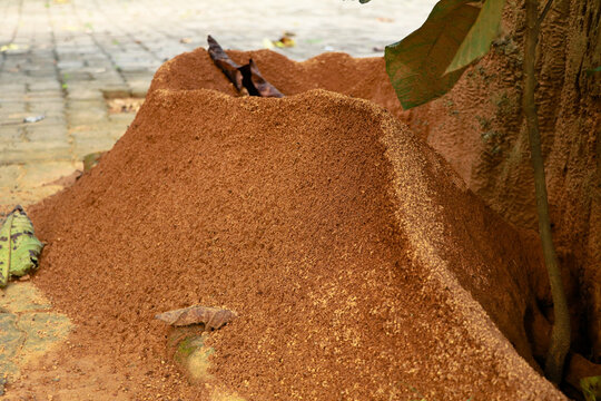 Ant  hill around the bottom of a tree