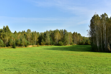 View of the green field against the background of the forest and the blue sky. Wildlife concept